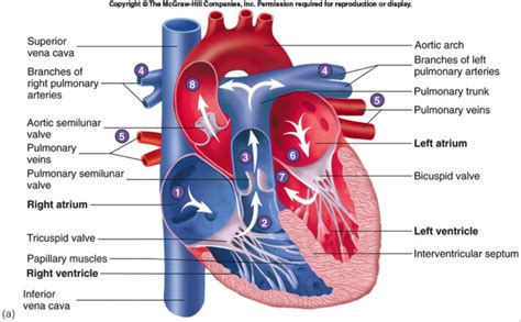 Human Heart-Gross structure and Anatomy - Online Biology Notes