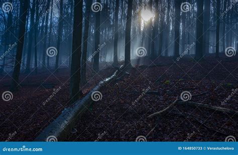 Sunrise in an Old Foggy Forest Stock Image - Image of landscape, dark ...