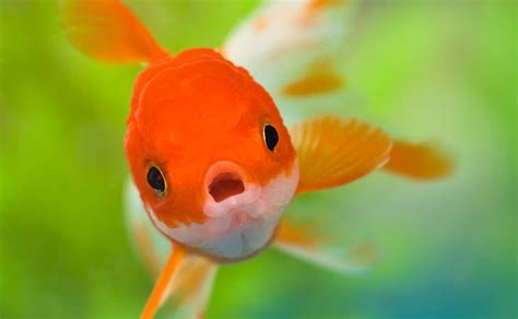 HD wallpaper: Shocked, common goldfish, Animals, Sea, Aquarium, Face ...