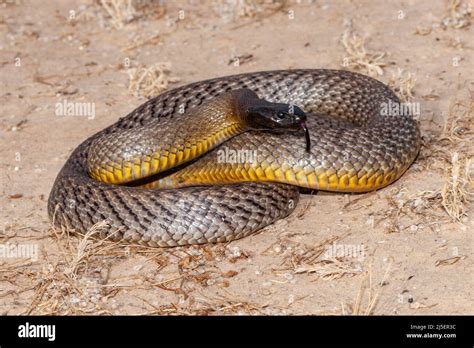 Inland Taipan ( Oxyuranus microlepidotus) in it's habitat, South Western Queensland Australia ...