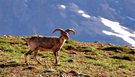 Himalayan Wildlife | Himalayan Animals | Blue Sheep | Nepal Wildlife