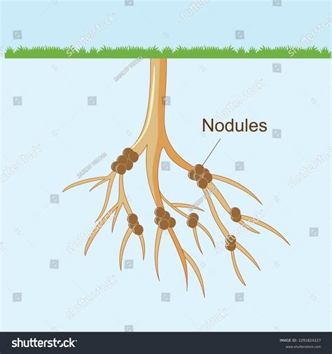 Root Nodules Diagram Compare Cheap | www.bharatagritech.com