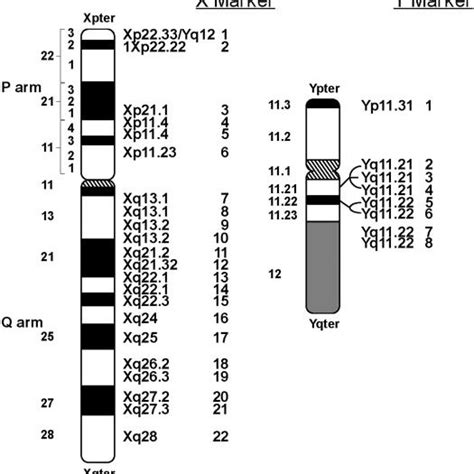 Location of X and Y chromosome markers. | Download Scientific Diagram