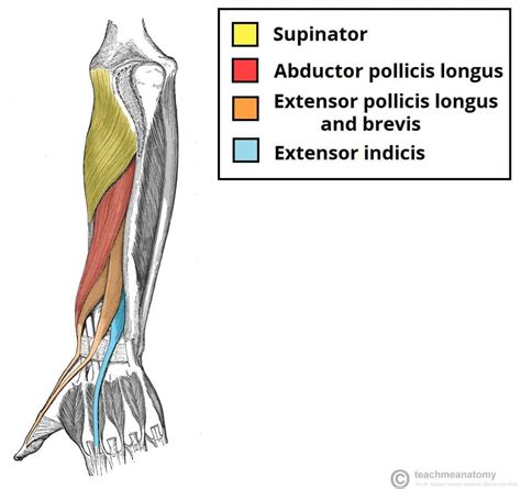 Supinator - Attachments - Action - TeachMeAnatomy