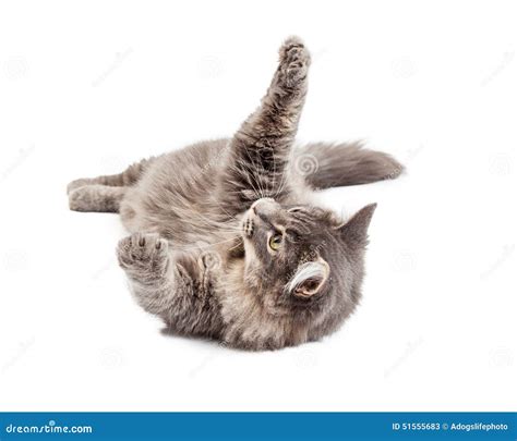 Frisky Gray Cat Laying On Back Stock Photo - Image: 51555683