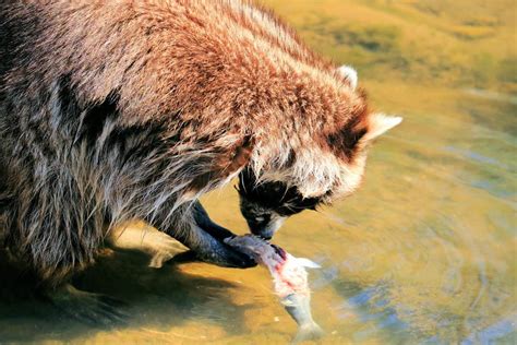 Do Racoons Eat Koi Fish? Yes, if your pond isn't protected