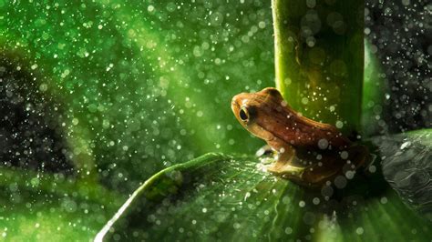 Animated Frog Wallpaper (55+ images)