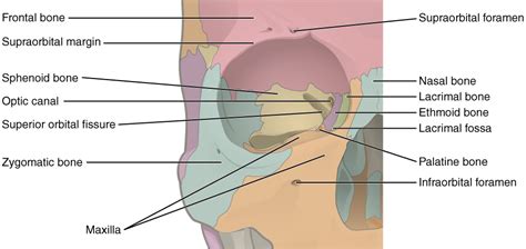 Cranial Floor And Posterior Orbital Wall Is | Viewfloor.co