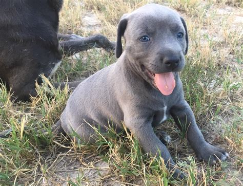 Blue Lacy puppy, pretty special breed. I think he needs a pretty ...