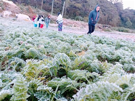 Presyo ng ilang gulay sa merkado apektado na dahil sa andap o frost sa Benguet; ibang supplier ...