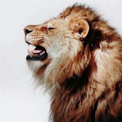 Lion Roaring Profile