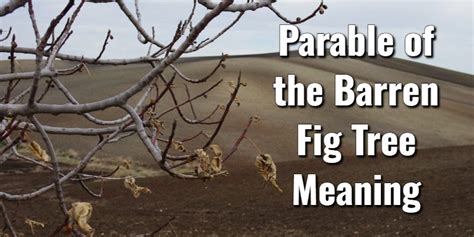 The Parable of the Barren Fig Tree Meaning & Key Bible VersesLord's Library