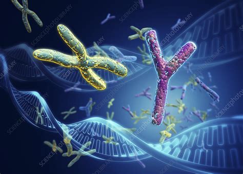 X and Y chromosomes, illustration - Stock Image - C023/3533 - Science Photo Library