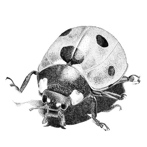 Ladybug Pencil Drawing Popular items for ladybug drawing on etsy ...