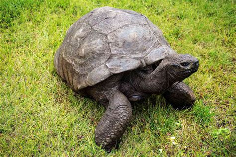 Jonathan the Tortoise — the Oldest Living Land Animal — Turns 190