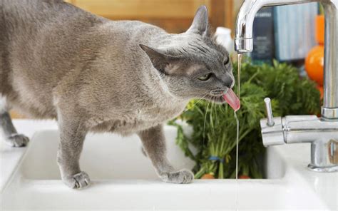 Cat Drinking Water HD desktop wallpaper : Widescreen : High Definition ...