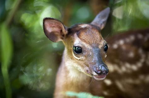 Red Brocket Deer Photograph by Tony Camacho - Pixels