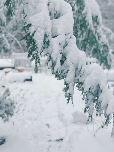 The First Snowfall | Snowfall, Winter, One