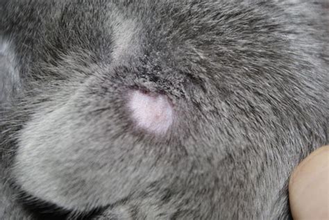 Ringworm in cats - pictures, symptoms, treatment and prevention