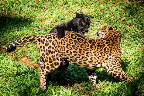 Dois filhotes de onça-pintada nascem em cativeiro em Foz do Iguaçu | Agência Brasil