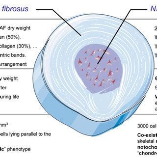 Characteristics of Annulus fibrosus (AF) and Nucleus pulposus (NP). | Download Scientific Diagram