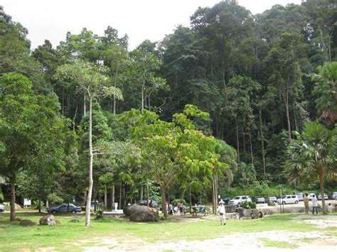 forest research institute malaysia | Electronics Repair And Technology News