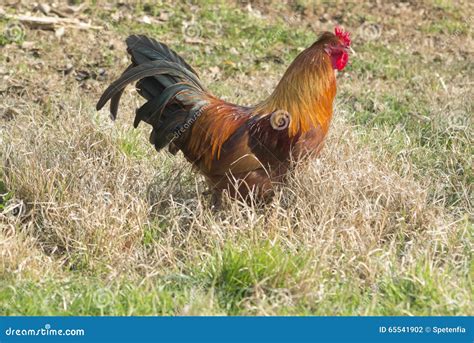 Rooster and Hen in the Farm Stock Photo - Image of nature, leaf: 65541902