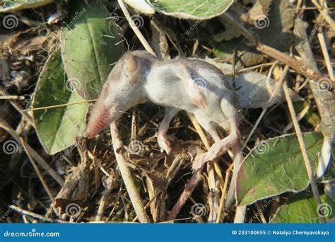 Baby Pygmy Shrew in the Garden Stock Image - Image of animal, exotic: 233100655