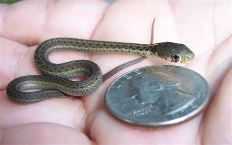 newborn garter snake : aww