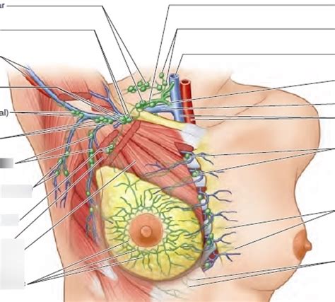 Diagram of lymph nodes of the breast | Quizlet