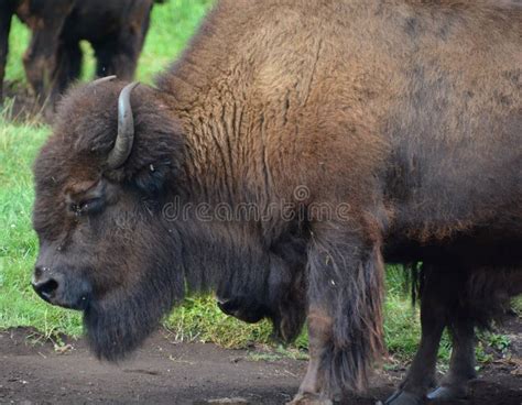 Bison are Large, Even-toed Ungulates Stock Photo - Image of america ...