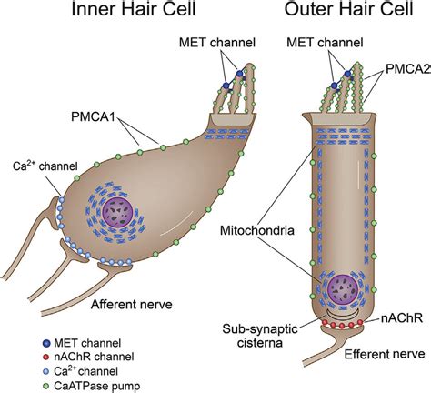 Factors involved in Ca 2þ homeostasis in cochlear inner hair cells ...