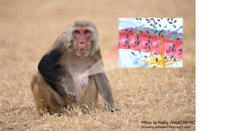 Naturally occurring monkey disorder offers insight for human intestinal ...