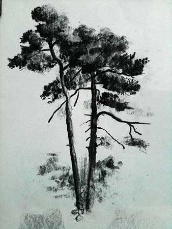 Drawing trees in charcoal, free drawing lesson