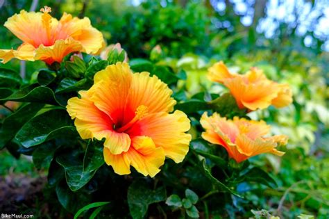 The Flowers of Hawaii - Your Flower Identification Guide on Maui