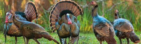 Osceola Turkey Hunts - Cypress Ridge Hunting Preserve