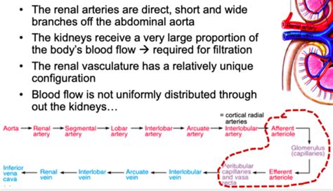 physiology: renal blood flow and glomerular filtration Flashcards | Quizlet