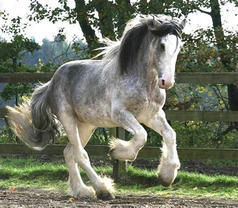 blue+roan+brabant+draft+horse+stallion | Photo Courtesy www.hare-hill-shire.de/Galerie.htm ...