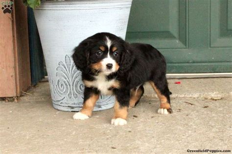 Miniature Bernese Mountain Dog Puppies for Sale | Greenfield Puppies