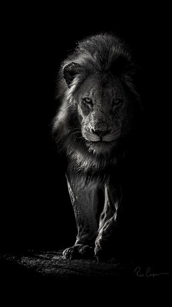 Bộ sưu tập Background black lion với hình ảnh sư tử đen