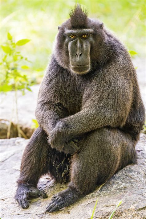 Celebes crested macaque sitting | Portrait of a celebes cres… | Flickr