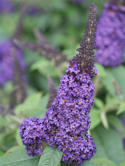 Butterfly Bush, Dwarf ‘Pugster Blue’ – Uncle John's Home & Garden