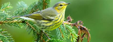 Boreal Breeder: Cape May Warbler