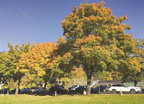 Bigleaf Maple: Leaves, Bark & Facts —Identification Guide - Mississippi ...