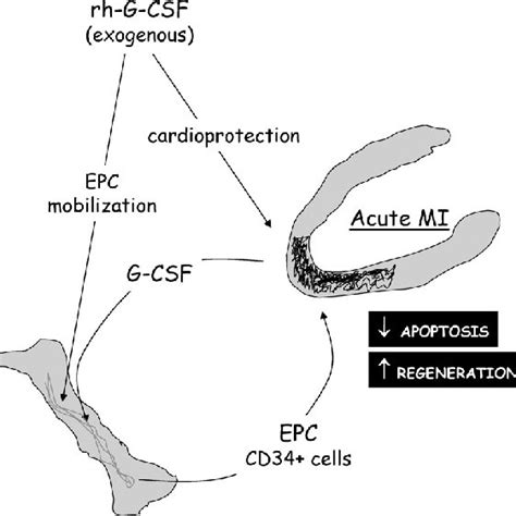 Use of G-CSF in clinical trials | Download Table