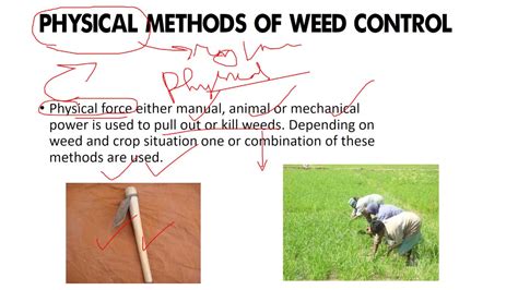 weed management- physical method of weed management - YouTube