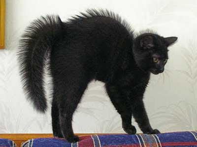 FUNNY CATS BLOG: Black Cat Scared