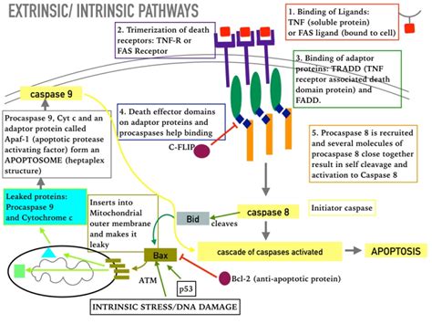 APOPTOSIS – The CLINICAL ONCOLOGY REGISTRAR