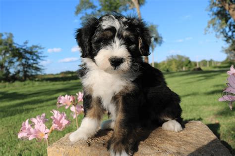 Bernedoodle Puppies For Sale | Chicago, IL #238465