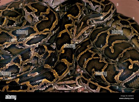 Reptile Snake Python Stock Photo - Alamy